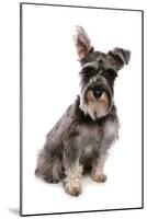 Domestic Dog, Standard Schnauzer, adult, sitting-Chris Brignell-Mounted Photographic Print