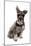Domestic Dog, Standard Schnauzer, adult, sitting-Chris Brignell-Mounted Photographic Print