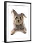 Domestic Dog, Terrier cross mongrel, adult, laying-Chris Brignell-Framed Photographic Print