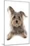 Domestic Dog, Terrier cross mongrel, adult, laying-Chris Brignell-Mounted Photographic Print