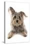 Domestic Dog, Terrier cross mongrel, adult, laying-Chris Brignell-Stretched Canvas