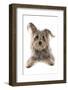 Domestic Dog, Terrier cross mongrel, adult, laying-Chris Brignell-Framed Photographic Print