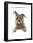 Domestic Dog, Terrier cross mongrel, adult, laying-Chris Brignell-Framed Photographic Print