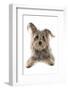 Domestic Dog, Terrier cross mongrel, adult, laying-Chris Brignell-Framed Photographic Print