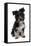 Domestic Dog, Tibetan Terrier, puppy, sitting-Chris Brignell-Framed Stretched Canvas