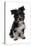 Domestic Dog, Tibetan Terrier, puppy, sitting-Chris Brignell-Stretched Canvas