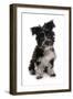 Domestic Dog, Tibetan Terrier, puppy, sitting-Chris Brignell-Framed Photographic Print