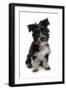 Domestic Dog, Tibetan Terrier, puppy, sitting-Chris Brignell-Framed Photographic Print