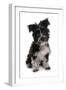 Domestic Dog, Tibetan Terrier, puppy, sitting-Chris Brignell-Framed Photographic Print