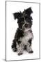 Domestic Dog, Tibetan Terrier, puppy, sitting-Chris Brignell-Mounted Photographic Print