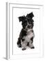 Domestic Dog, Tibetan Terrier, puppy, sitting-Chris Brignell-Framed Photographic Print