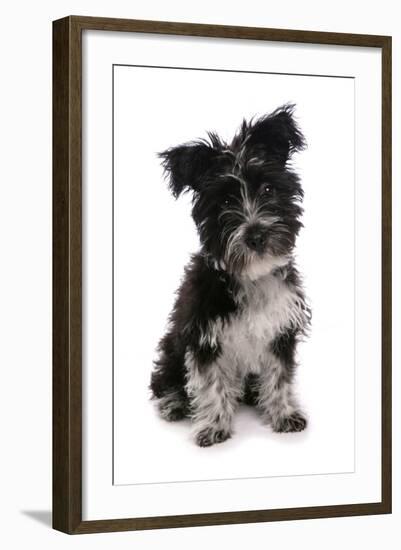 Domestic Dog, Tibetan Terrier, puppy, sitting-Chris Brignell-Framed Photographic Print