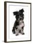 Domestic Dog, Tibetan Terrier, puppy, sitting-Chris Brignell-Framed Photographic Print