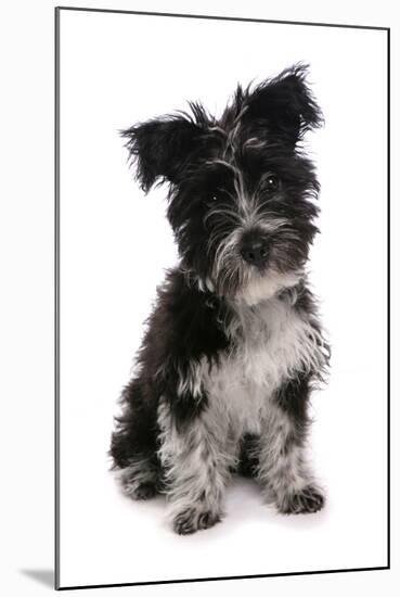 Domestic Dog, Tibetan Terrier, puppy, sitting-Chris Brignell-Mounted Photographic Print