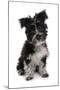 Domestic Dog, Tibetan Terrier, puppy, sitting-Chris Brignell-Mounted Photographic Print