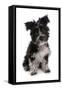 Domestic Dog, Tibetan Terrier, puppy, sitting-Chris Brignell-Framed Stretched Canvas