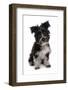 Domestic Dog, Tibetan Terrier, puppy, sitting-Chris Brignell-Framed Photographic Print