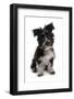 Domestic Dog, Tibetan Terrier, puppy, sitting-Chris Brignell-Framed Photographic Print