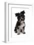 Domestic Dog, Tibetan Terrier, puppy, sitting-Chris Brignell-Framed Photographic Print