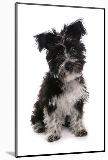 Domestic Dog, Tibetan Terrier, puppy, sitting-Chris Brignell-Mounted Photographic Print