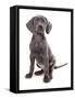 Domestic Dog, Weimaraner, blue short-haired variety, puppy-Chris Brignell-Framed Stretched Canvas