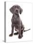 Domestic Dog, Weimaraner, blue short-haired variety, puppy-Chris Brignell-Stretched Canvas