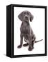 Domestic Dog, Weimaraner, blue short-haired variety, puppy-Chris Brignell-Framed Stretched Canvas