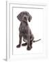 Domestic Dog, Weimaraner, blue short-haired variety, puppy-Chris Brignell-Framed Photographic Print