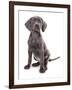 Domestic Dog, Weimaraner, blue short-haired variety, puppy-Chris Brignell-Framed Photographic Print