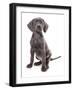 Domestic Dog, Weimaraner, blue short-haired variety, puppy-Chris Brignell-Framed Photographic Print