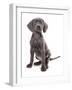 Domestic Dog, Weimaraner, blue short-haired variety, puppy-Chris Brignell-Framed Photographic Print