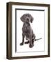 Domestic Dog, Weimaraner, blue short-haired variety, puppy-Chris Brignell-Framed Photographic Print