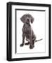 Domestic Dog, Weimaraner, blue short-haired variety, puppy-Chris Brignell-Framed Photographic Print