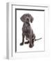 Domestic Dog, Weimaraner, blue short-haired variety, puppy-Chris Brignell-Framed Photographic Print