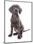 Domestic Dog, Weimaraner, blue short-haired variety, puppy-Chris Brignell-Mounted Photographic Print