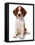 Domestic Dog, Welsh Springer Spaniel, puppy, sitting-Chris Brignell-Framed Stretched Canvas