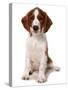 Domestic Dog, Welsh Springer Spaniel, puppy, sitting-Chris Brignell-Stretched Canvas