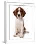 Domestic Dog, Welsh Springer Spaniel, puppy, sitting-Chris Brignell-Framed Photographic Print