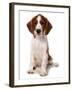 Domestic Dog, Welsh Springer Spaniel, puppy, sitting-Chris Brignell-Framed Photographic Print