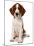 Domestic Dog, Welsh Springer Spaniel, puppy, sitting-Chris Brignell-Mounted Photographic Print