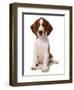 Domestic Dog, Welsh Springer Spaniel, puppy, sitting-Chris Brignell-Framed Photographic Print