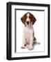 Domestic Dog, Welsh Springer Spaniel, puppy, sitting-Chris Brignell-Framed Photographic Print