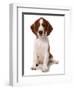 Domestic Dog, Welsh Springer Spaniel, puppy, sitting-Chris Brignell-Framed Photographic Print