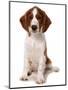 Domestic Dog, Welsh Springer Spaniel, puppy, sitting-Chris Brignell-Mounted Photographic Print