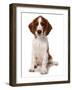 Domestic Dog, Welsh Springer Spaniel, puppy, sitting-Chris Brignell-Framed Photographic Print