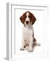 Domestic Dog, Welsh Springer Spaniel, puppy, sitting-Chris Brignell-Framed Photographic Print