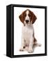 Domestic Dog, Welsh Springer Spaniel, puppy, sitting-Chris Brignell-Framed Stretched Canvas