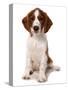 Domestic Dog, Welsh Springer Spaniel, puppy, sitting-Chris Brignell-Stretched Canvas