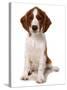 Domestic Dog, Welsh Springer Spaniel, puppy, sitting-Chris Brignell-Stretched Canvas