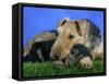 Domestic Dog, Welsh Terrier with Puppy, 7 Weeks-Petra Wegner-Framed Stretched Canvas